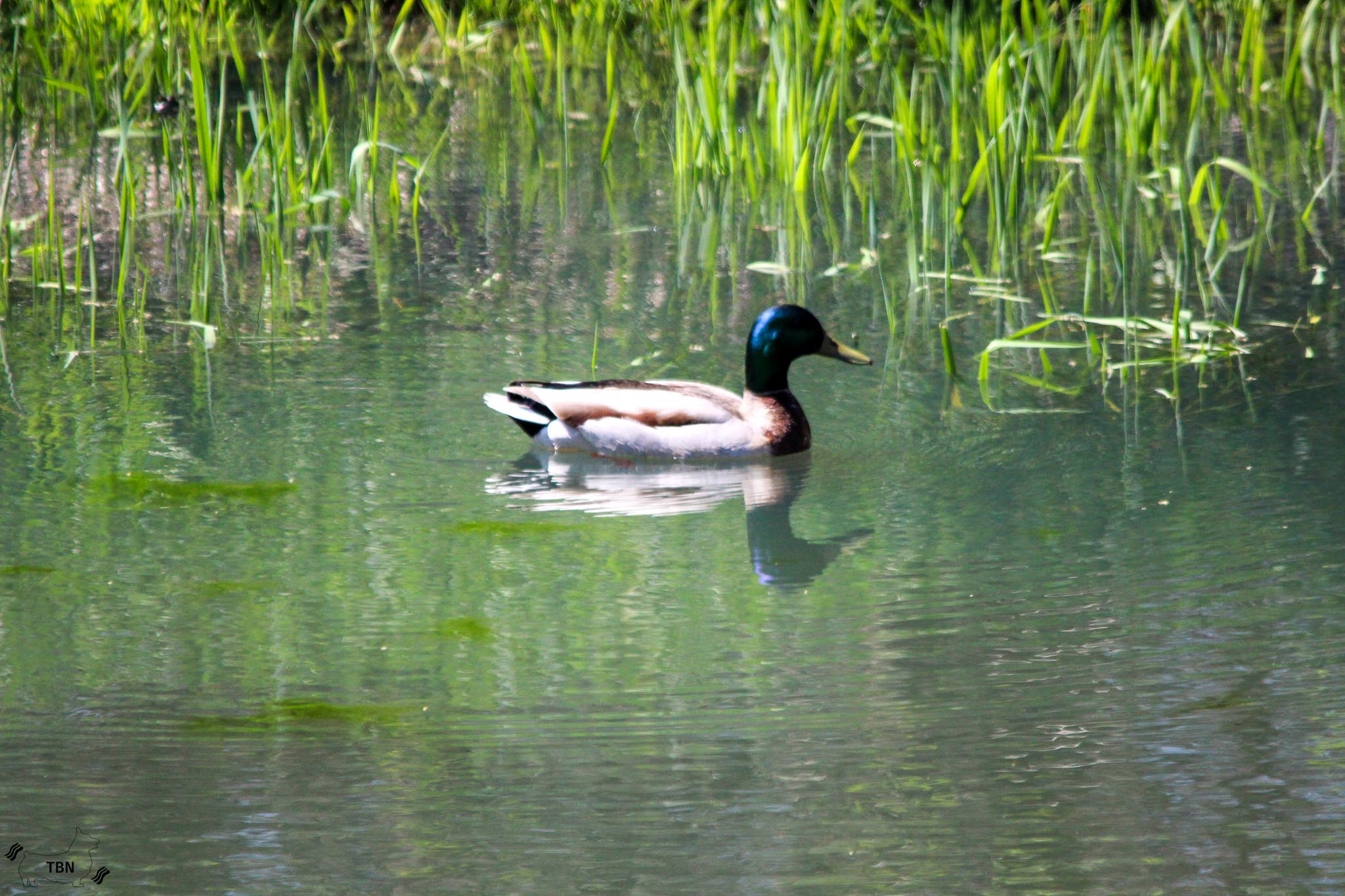 Mallard